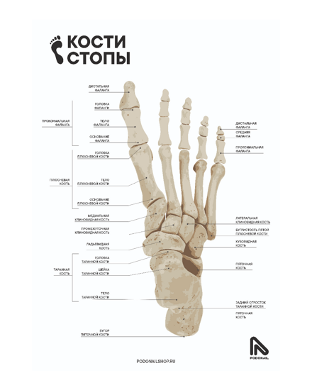 Плакат белый  А1 "Кости стопы"